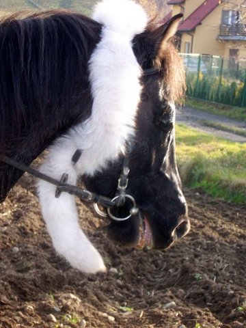 Zawody w Raciechowicach SJK Hucuł 2006